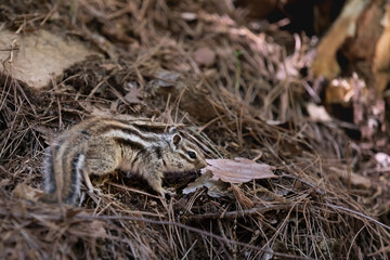 Squirrel found in the mountains. Eutamias sibiricus