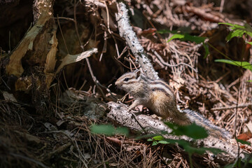 Squirrel found in the mountains. Eutamias sibiricus