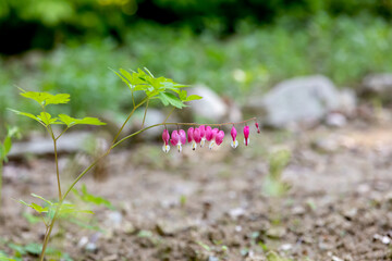 Wildflowers found in the mountains. bleeding heart