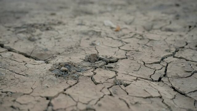 Ground conditions and drought are caused by the felling of trees due to rainfall and the environment. Save earth and the world concept.