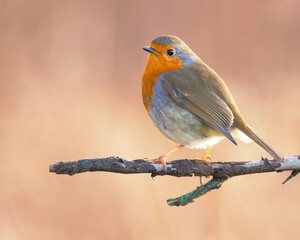 Eurasian Robin with backlit light