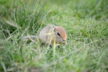 Naklejka na ściany i meble a cute little baby gopher is sitting on the grass and eating something, close-up