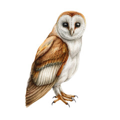 Barn owl bird. Watercolor illustration. Realistic hand drawn wildlife bird. Barn owl on white background. Forest wild avian nature element