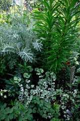 local house and garden in Japan.
