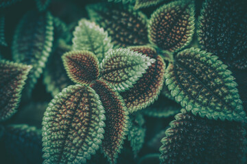 Closeup of Green leaf and Flower, Nature background or texture