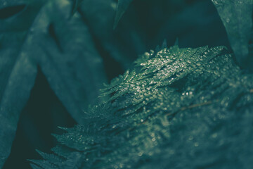 Naklejka na ściany i meble Closeup of Green leaf and Flower, Nature background or texture