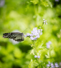 Nature of butterfly and flower in garden