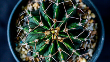 Top viewed green Gymnocalycium mihanovichi on dark background