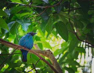 CloseUp Of Parrot Perching On Branch