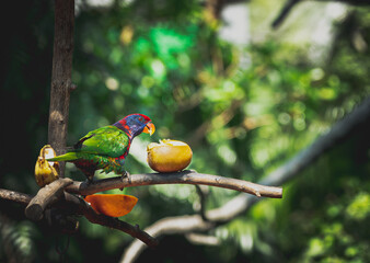 CloseUp Of Parrot Perching On Branch