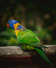 CloseUp Of Parrot Perching On Branch