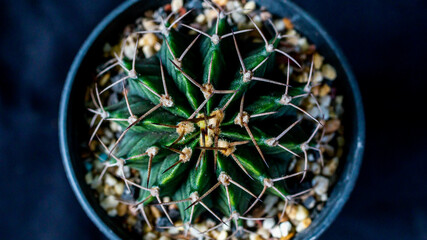 Top viewed green Gymnocalycium mihanovichi on dark background