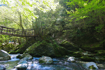 Obraz premium 徳島県三好市 奥祖谷二重かずら橋 女橋と祖谷渓