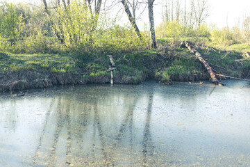 reflection of trees in dirty pond © Neils