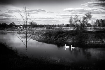 pair of white swans in spring river