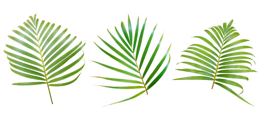 Chrysalidocarpus lutescens (Yellow Palm) leaf. Yellowish green palm leaf isolated on white...