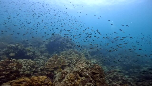 Under water scuba diving film - Large school of fish streaming above corals with a scuba diver in the distance behind the fish - Southern Thailand