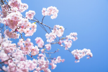 青空と桜の花