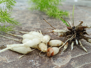 The plant of Shatavari (Asparagus racemosus) indian herb on the Ground. Tonic herb for women, Helps balance the female hormonal system. Asparagaceae growth in botanical herb garden.