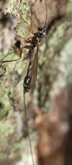 Female giant ichneumonid wasp, Rhyssa on fir bark