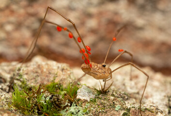 Harvestman with many parasites