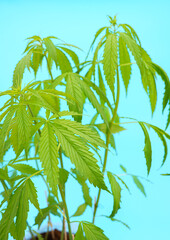 Cannabis leaves on blue background