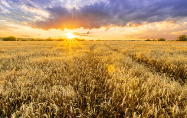 Naklejka premium Amazing view at beautiful summer golden wheaten field with beautiful sunny sky on background, rows leading far away, valley landscape