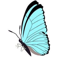 Butterflies. Insects. Multicolored.  Vector Clipart