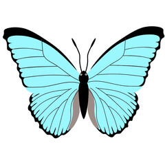 Butterflies. Insects. Multicolored.  Vector Clipart