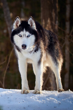 Husky dog stands on the snow among the coniferous forest.