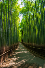 Fototapeta premium 京都嵯峨野の竹林