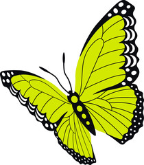 Butterflies. Insects. Multicolored.  Vector Clipart