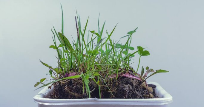 Live clover with insects. Timelapse. 300 frames. Elapsed time 4 hours.