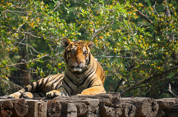 The tiger is lying on a wood log.