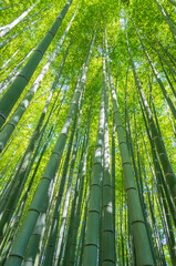 京都嵯峨野の竹林