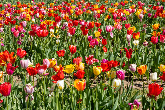 A colorful field full of blooming tulip flowers