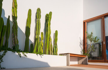 Row of Cereus sp. ‘Fairy Castle’ cactus plant with wooden bench and glass sliding door on white cement wall in porch area of vintage house © Prapat