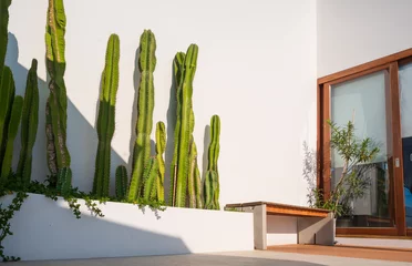 Poster Row of Cereus sp. ‘Fairy Castle’ cactus plant with wooden bench and glass sliding door on white cement wall in porch area of vintage house © Prapat