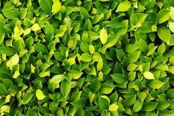 Green leaf background. Leaves texture.