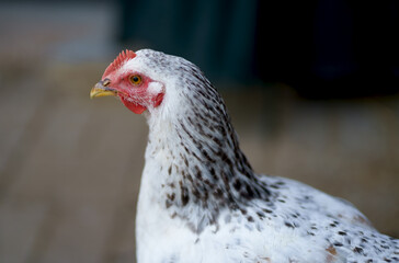 On a sunny day, chickens feed in a traditional farmyard. Detail of a chicken head. Chickens in a chicken coop. Free range poultry farming