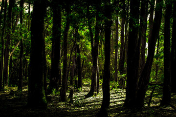 Obraz premium trees in the forest