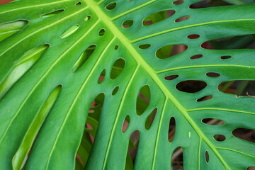 Fototapeta na wymiar Beautiful green leaf nature background.