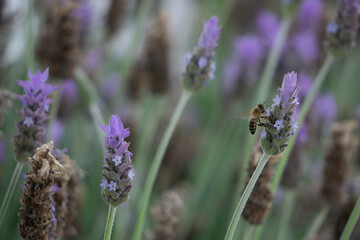lavender field in region