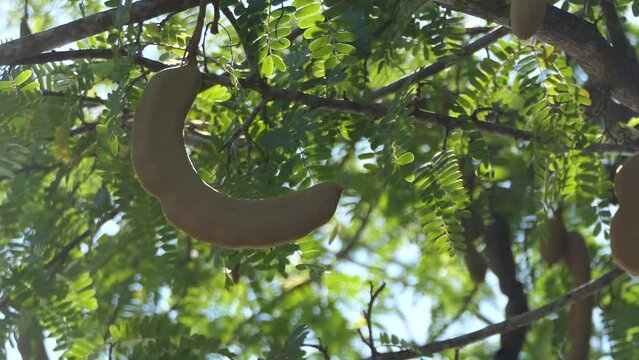 tamarind on the tree 
