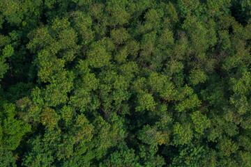 Top view forest for background