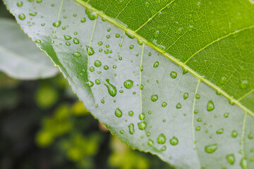 Water drops on green leaf nature background