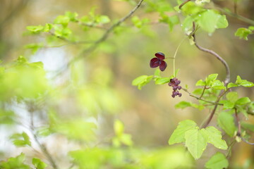 アケビの花のアップ