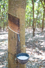 Close up Natural rubber latex trapped from rubber tree, Latex of rubber flows into a bowl. Natural rubber latex trapped from rubber tree