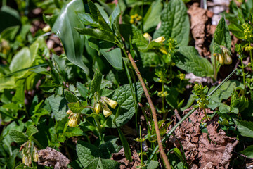 Symphytum tuberosum flower growing in meadow, macro