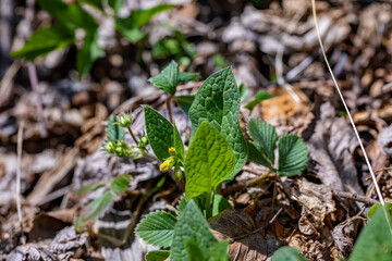 Symphytum tuberosum flower in meadow